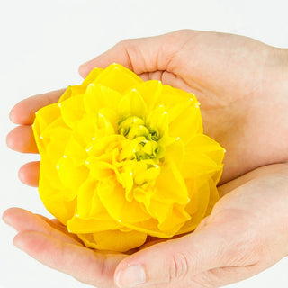 Thunderball Daffodil