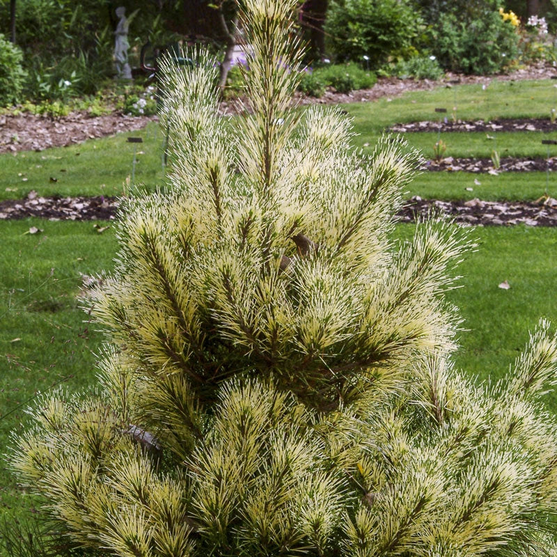 Golden Ghost Japanese Red Pine