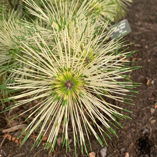 Golden Ghost Japanese Red Pine