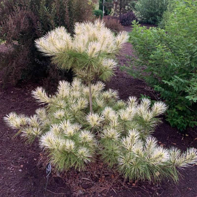 Golden Ghost Japanese Red Pine