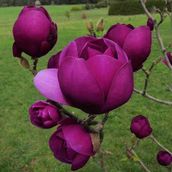 lavender magnolia tree Black Tulip Magnolia Tree - Shop Trees