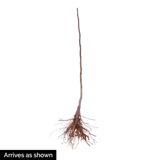 Black Tulip™ Magnolia Tree