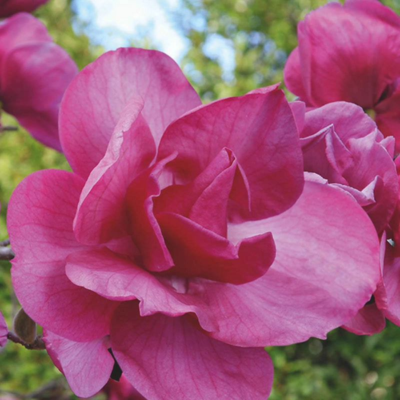 Felix Magnolia Tree - Shop Ornamental Trees | Spring Hill – Spring Hill ...