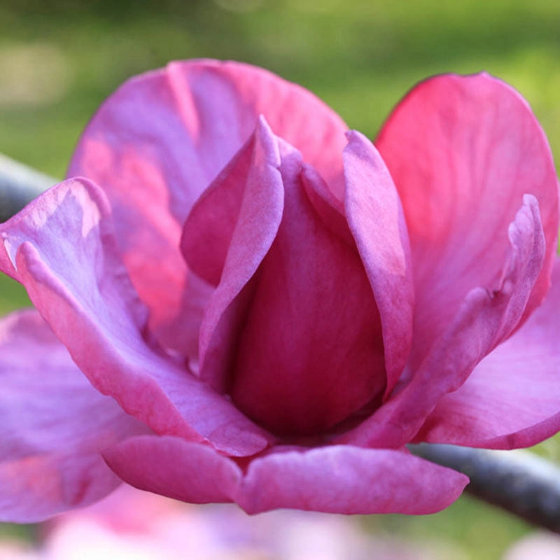 Felix Magnolia Tree - Shop Ornamental Trees | Spring Hill – Spring Hill ...