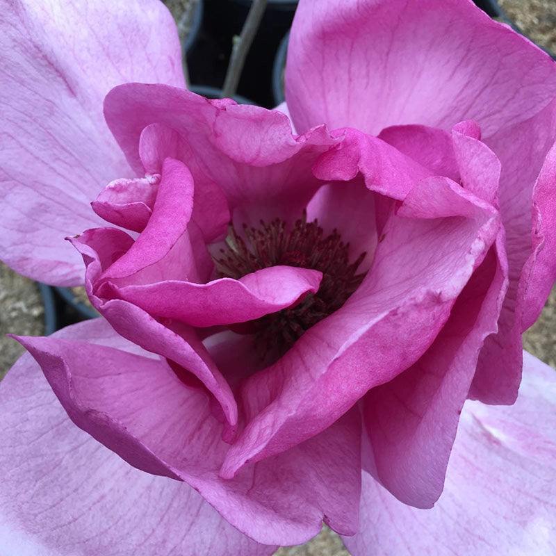 Felix Magnolia Tree - Shop Ornamental Trees | Spring Hill – Spring Hill ...