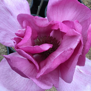 Felix® Magnolia Tree