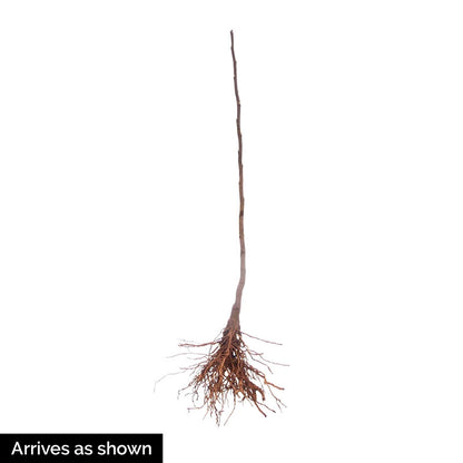 Felix Magnolia Tree - Shop Ornamental Trees | Spring Hill – Spring Hill ...