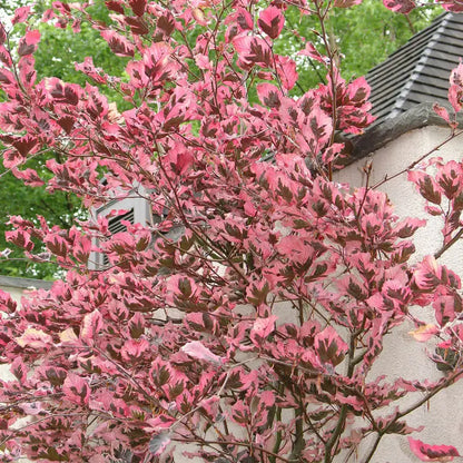 Tricolor European Beech