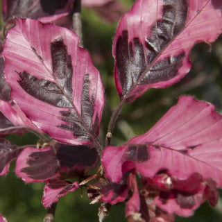 Tricolor European Beech