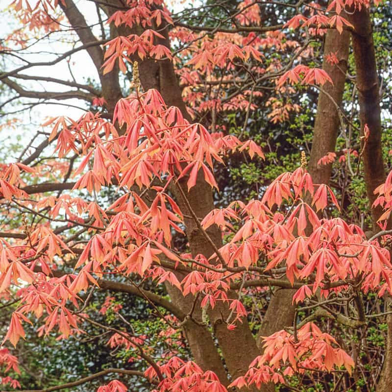 Painted Buckeye Tree