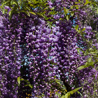 Grande Diva® Jessye Wisteria