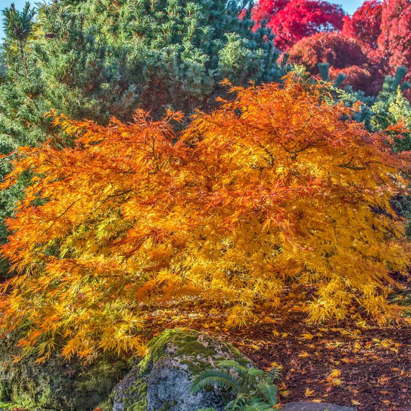 Cascadia Maple Tree - Korean Maples | Spring Hill