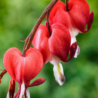 Valentine Bleeding Heart (Dicentra Spectabilis)