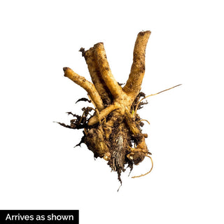 Valentine Bleeding Heart (Dicentra Spectabilis)