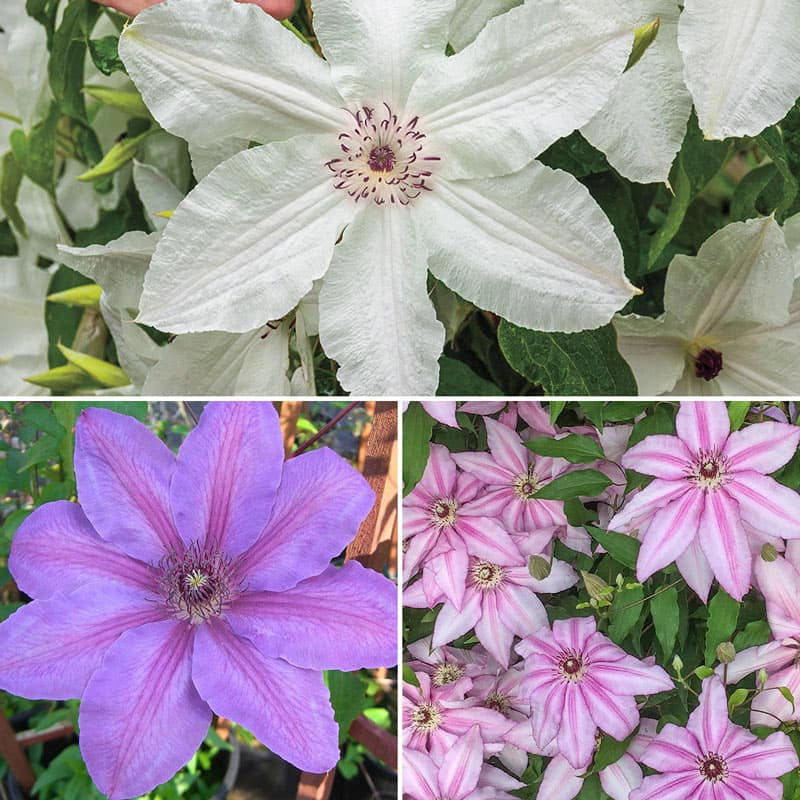 Colossal Blooms Clematis Collection