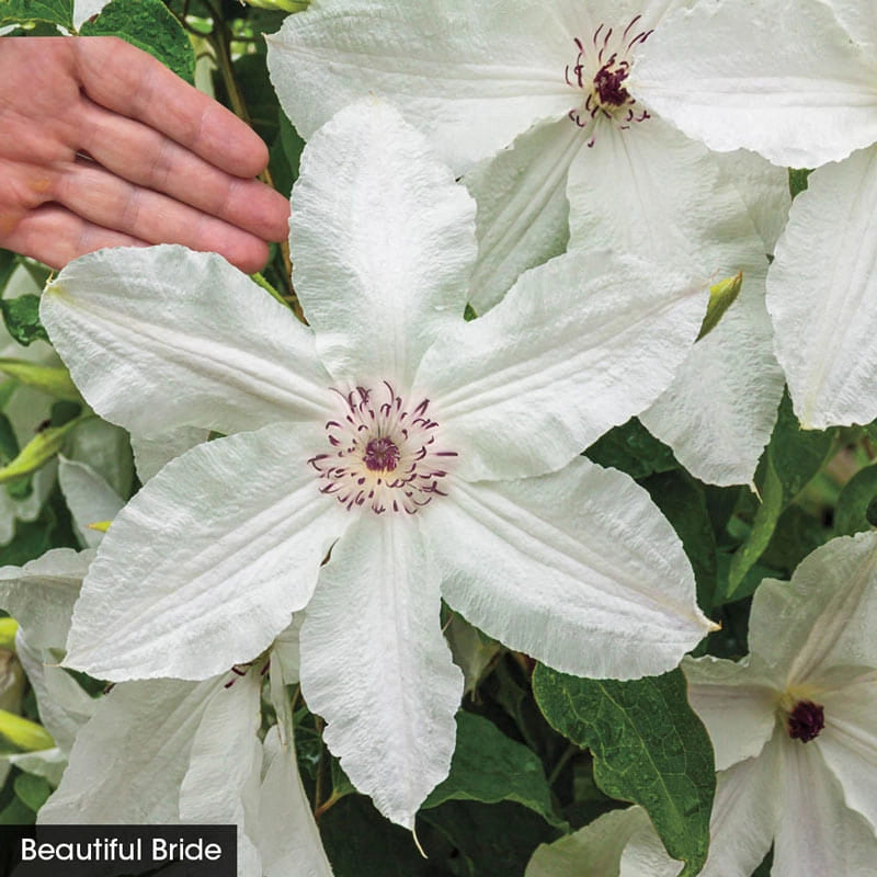 Colossal Blooms Clematis Collection