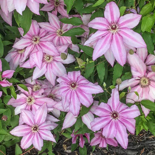 Clematis John Warren