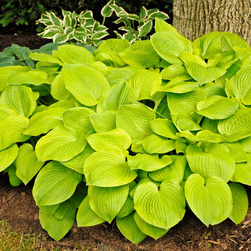 August Moon Hosta