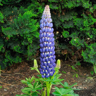 Westcountry™ Persian Slipper Lupine