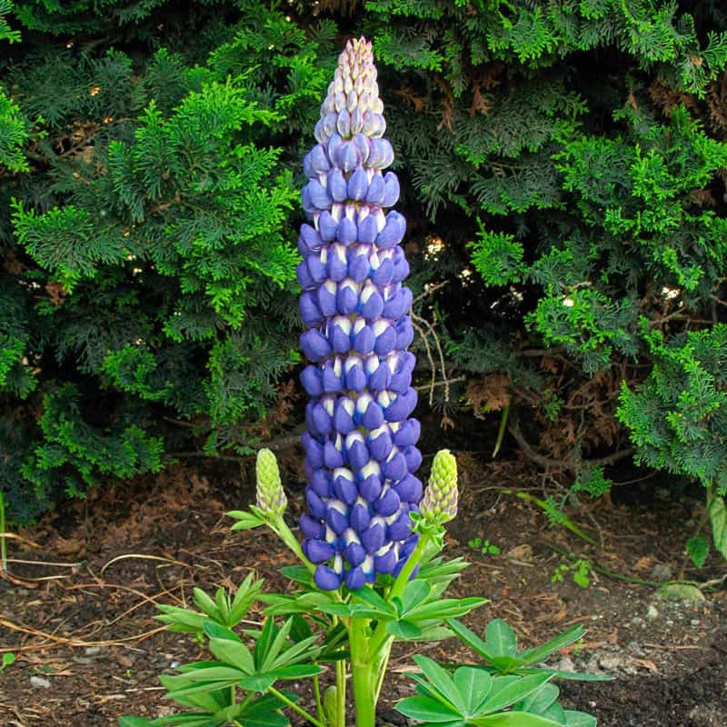 Westcountry ™ Persian Slipper Lupine