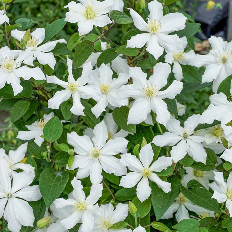 Clematis White Arabella