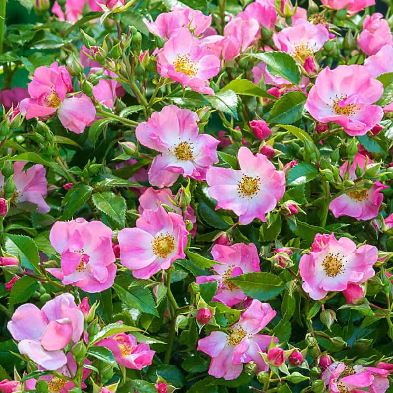 Shrub Roses for Sale - Modern Shrub Roses| Spring Hill – Spring Hill ...