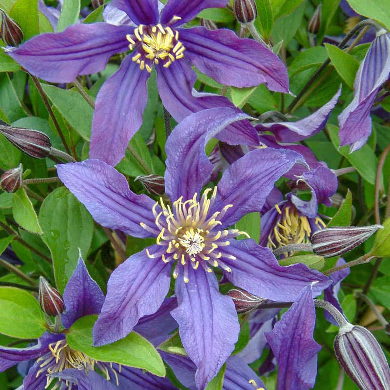 Clematis Mississippi River