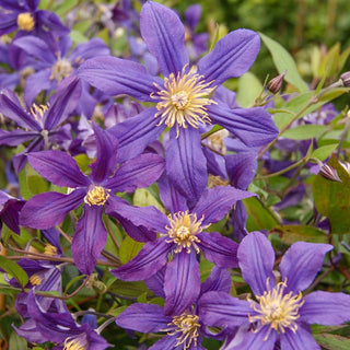 Clematis Mississippi River