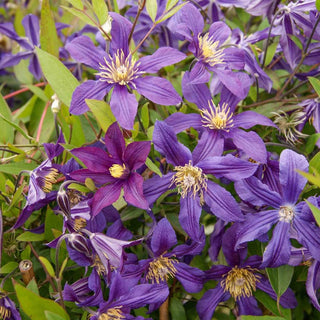 Clematis Mississippi River