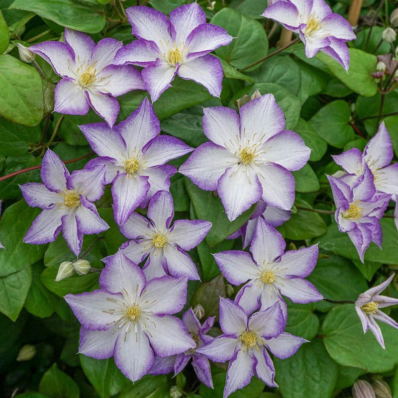 Clematis Lucky Charm