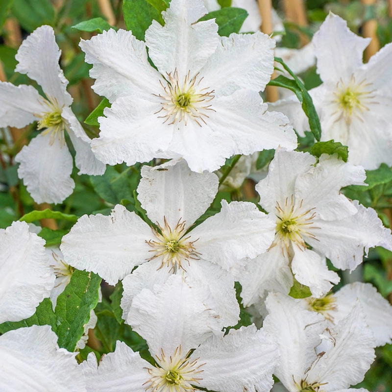 Clematis Prince George