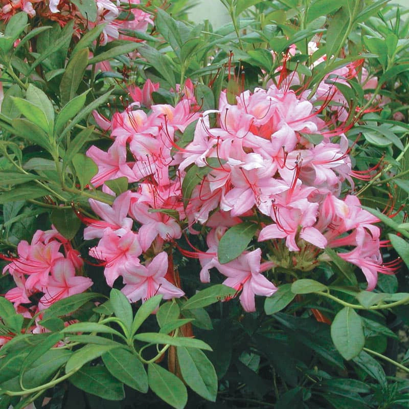 Pink And Sweet Azalea