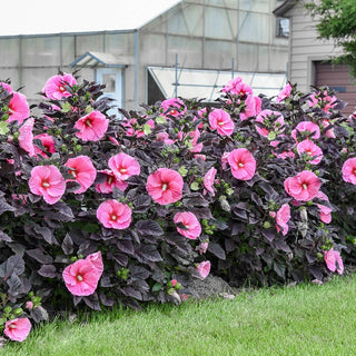 Summerific® Edge Of Night Hibiscus