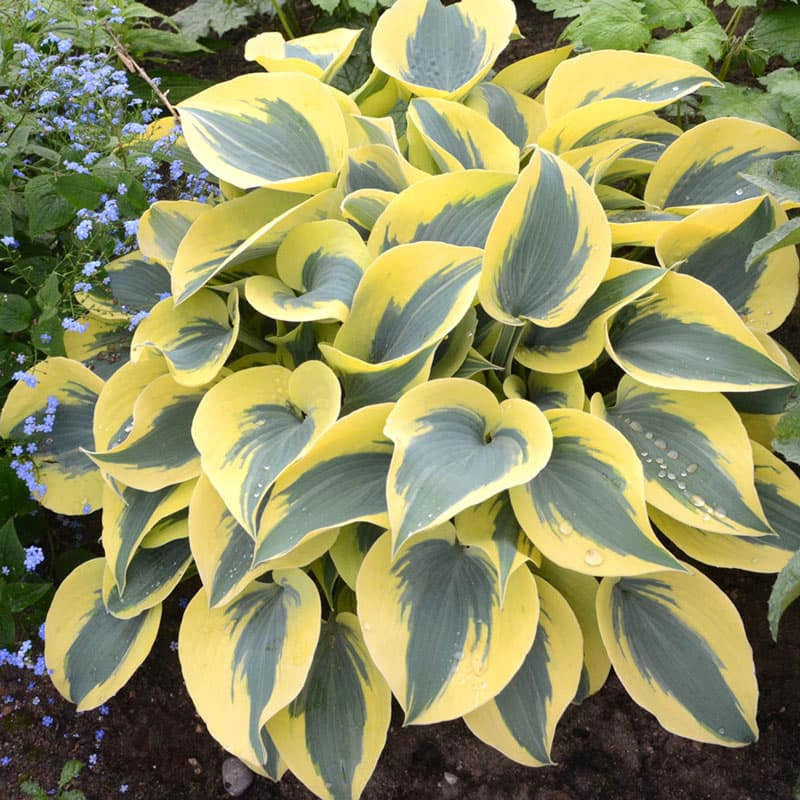 Autumn Frost Hosta