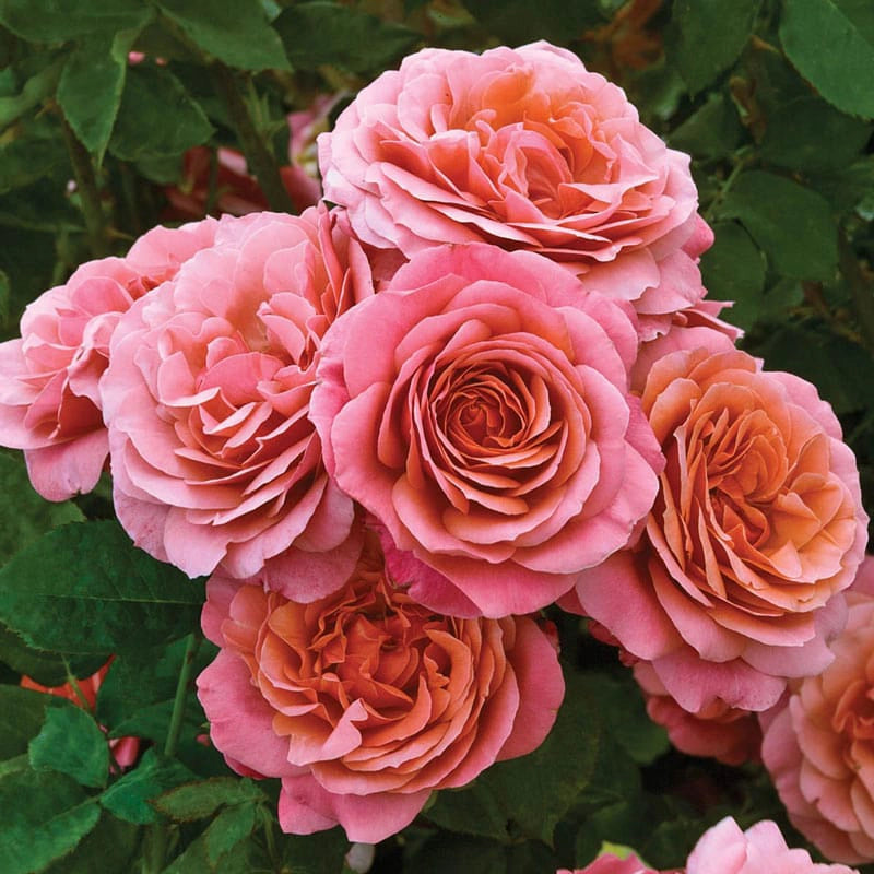 Jumbo Roses | Spring Hill Nurseries – Spring Hill Nursery