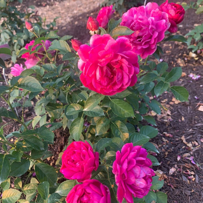 Sultry Night™ Shrub Rose