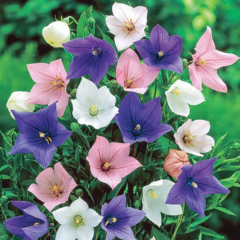 Balloon Flower Mix