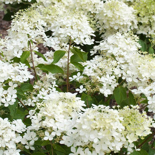 Phantom Hydrangea