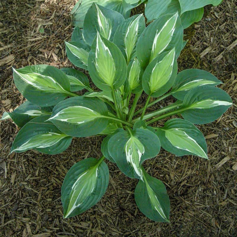 Snake Eyes Hosta