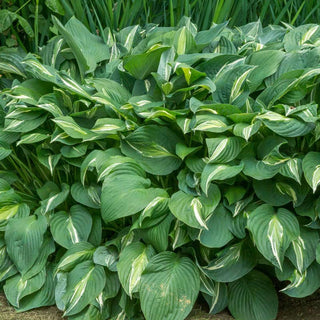Snake Eyes Hosta