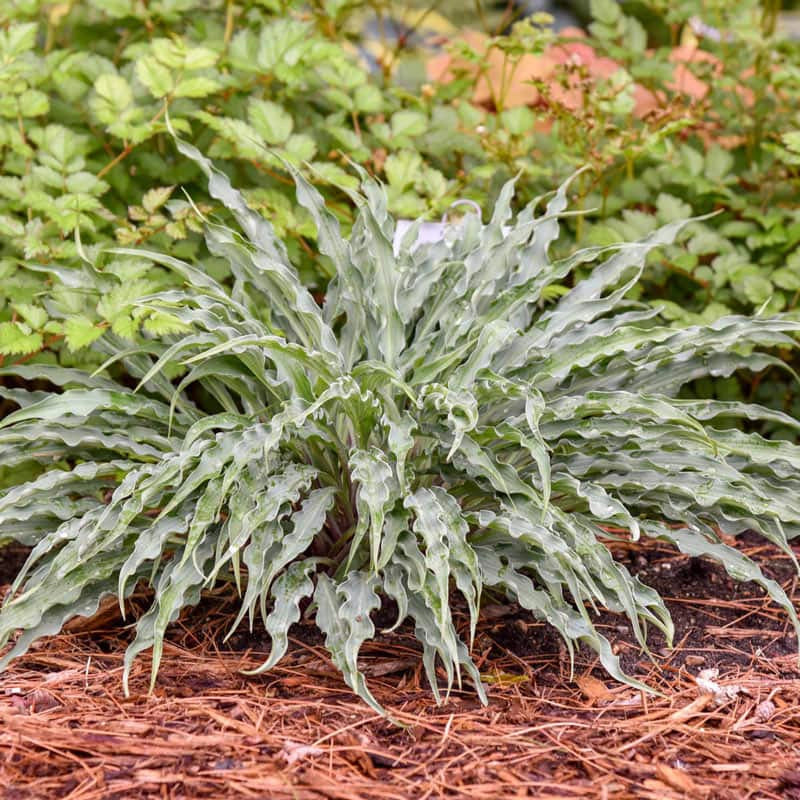 Silly String Hosta