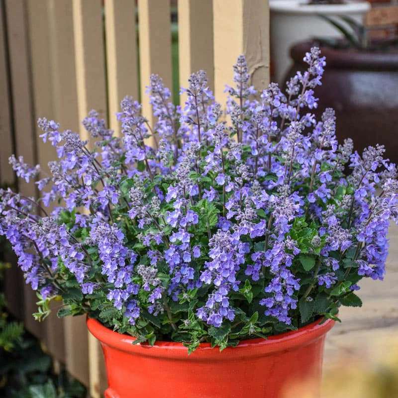 Picture Purrfect Nepeta