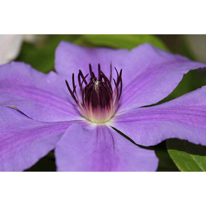 Clematis Ilka