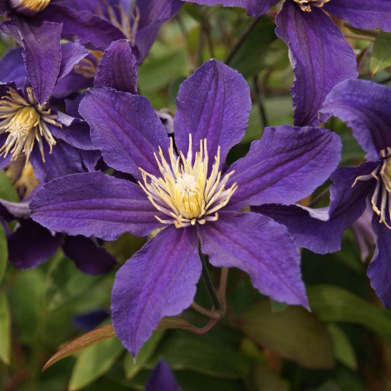 Clematis Hudson River