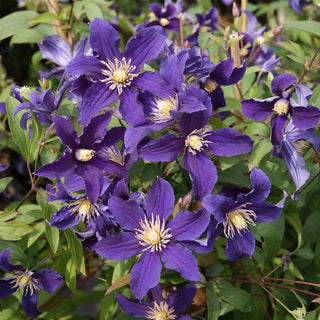 Clematis Hudson River