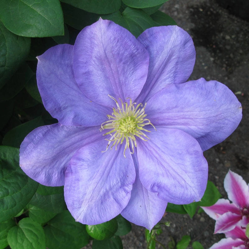 Clematis Kasugai