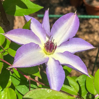 Clematis Kimi'idera