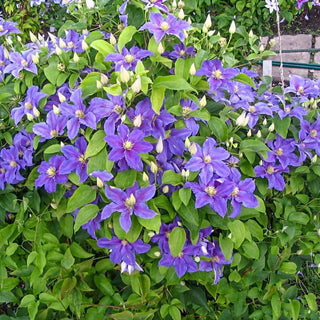 Clematis Ristimagi
