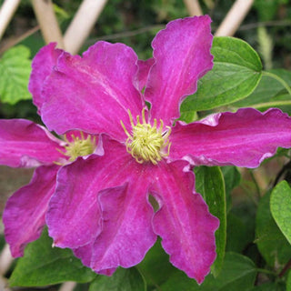 Clematis Rituaal