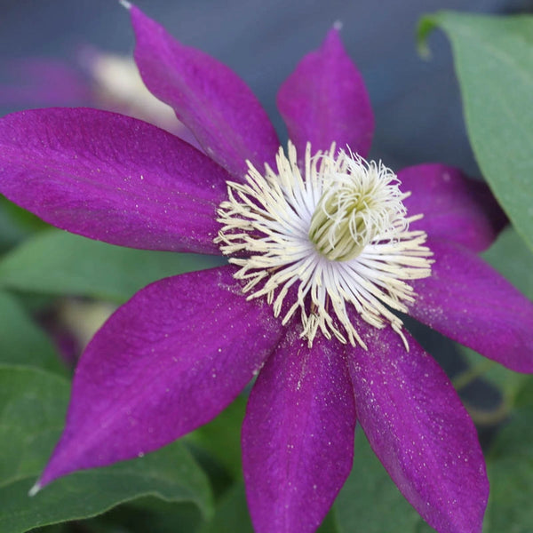 Clematis Mrs. Yuki - Shop Clematis | Spring Hill